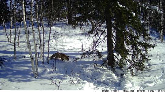 GPS trail camera captures a wild animal moving through a snow covered birch and evergreen forest in a winter wildlife setting