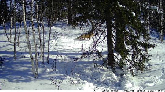 GPS trail camera captures a wildlife animal moving through a snow covered forest, highlighting winter monitoring for trails and property security
