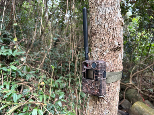 BolyGuard BG410 MS cellular trail camera with antenna strapped to a tree in a dense forest
